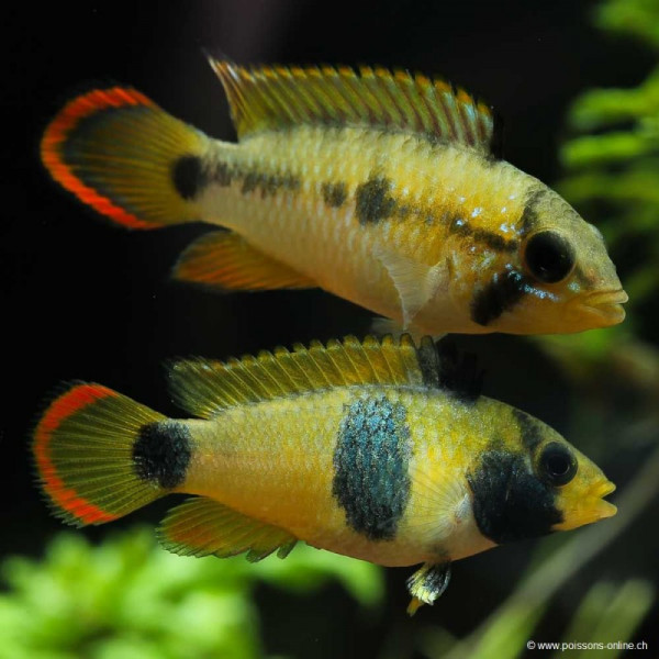 APISTOGRAMMA AGASSIXII ALENUQER RED TAIL PAIRS