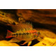 APISTOGRAMMA AGASSIXII ALENUQER RED TAIL PAIRS