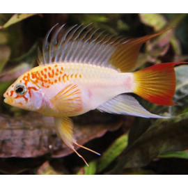 APISTOGRAMMA VIEJITA GOLD