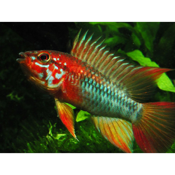 APISTOGRAMMA VIEJITA GOLD