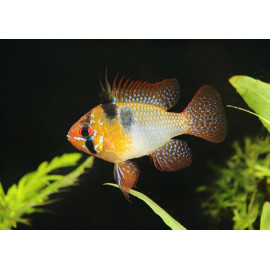 PAPILOCHROMIS RAMIREZI ORINOCO