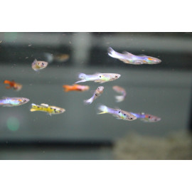 GUPPY MACHO ENDLER SANTA MARIA 1-1-8CM ( POECILIA WINGEI)