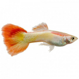 GUPPY MACHO PARROT 3.5-4CM (POECILIA RETICULATUS)