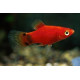 PLATY CORAL DARK RED 2.5-3CM BSF (XIPHOPHORUS MACULATUS)