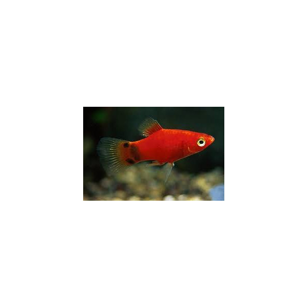 PLATY CORAL DARK RED 2.5-3CM BSF (XIPHOPHORUS MACULATUS)