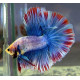 BETTA MACHO DRAGON VELITAIL METALICO