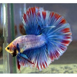 BETTA MACHO SUPERDELTA