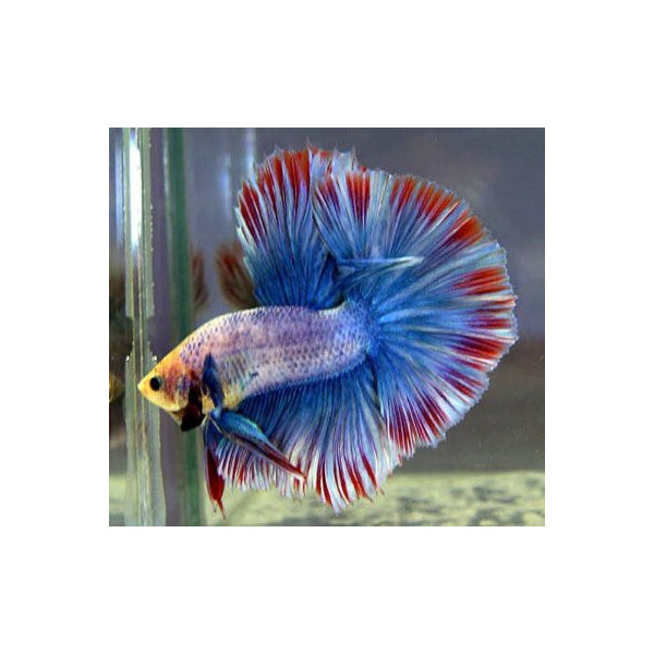 BETTA MACHO DRAGON VELITAIL METALICO