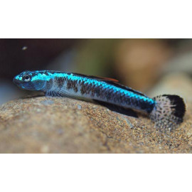 GOBIO AZUL STIPHODON SP