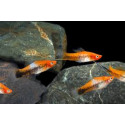 XIPHO TUXEDO 3-3.5CM (XIPHOPHORUS HILLERI)