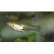 GUPPY HEMBRA ENDLER 3.5-4CM BSF (POECILIA WINGEI)