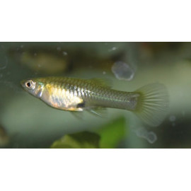 GUPPY FEMELLA ENDLER 3.5-4CM BSF (POECILIA WINGEI)