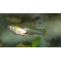 GUPPY FEMELLA ENDLER 3.5-4CM BSF (POECILIA WINGEI)