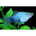 PLATY Mickey Mouse azul XIPHOPHORUS MACULATUS