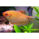 GOURAMI PERLA 4-5CM TRICHOGASTER LERI