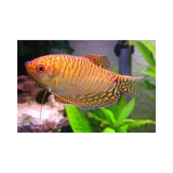 GOURAMI PERLA 4-5CM TRICHOGASTER LERI