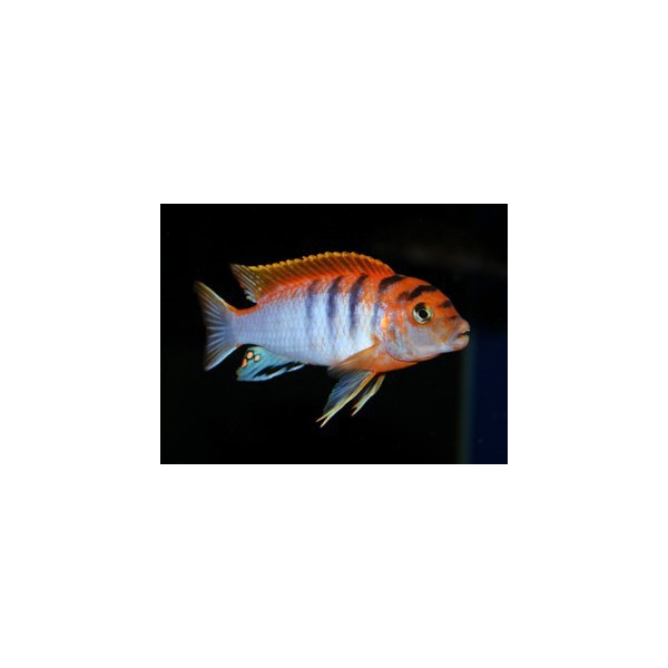 Labidochromis Caeruleus