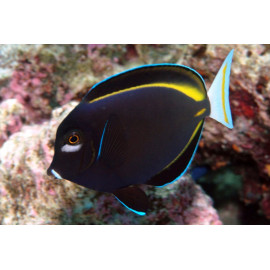 ACANTHURUS NIGRICANS SM