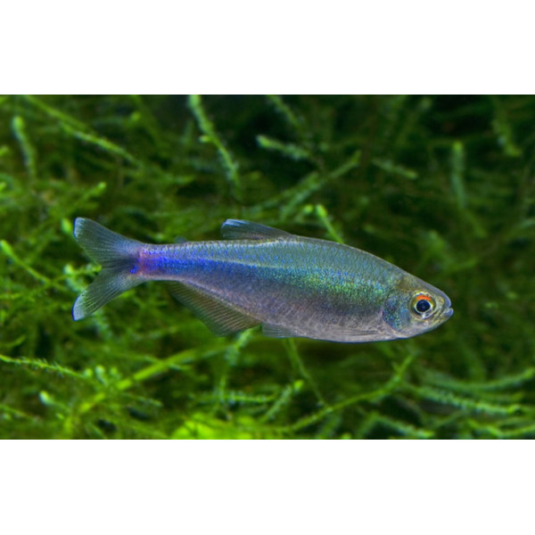 TETRA AZUL REAL Boehlkea fredcochui