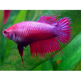 BETTA HEMBRA CORONA BETTA SPLENDENS