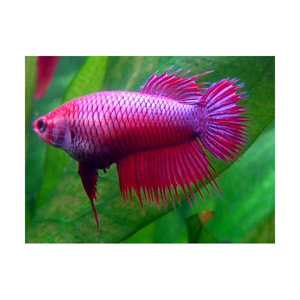 BETTA HEMBRA SPLENDENS 4-5CM BETTA SPLENDENS