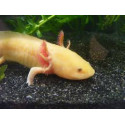 Ambystoma mexicanum albino