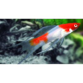 XIPHO TUXEDO 3-3.5CM (XIPHOPHORUS HILLERI)