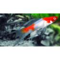 XIPHO TUXEDO 3-3.5CM (XIPHOPHORUS HILLERI)