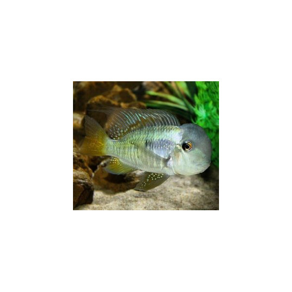 Geophagus balzani