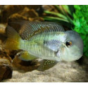 Geophagus balzani