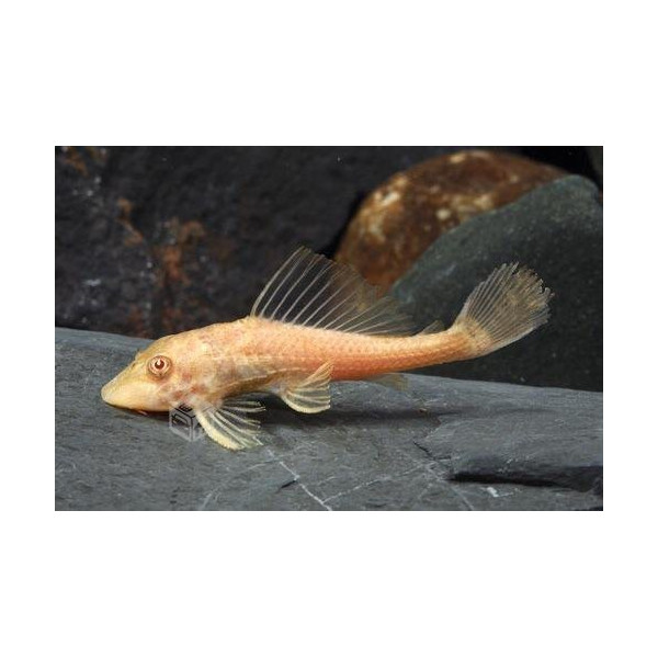 Plecostomus albino Hypostomus plecostomus