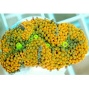 Ricordea yuma yellow green big polyp