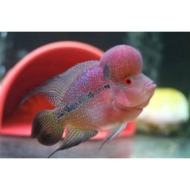 Cichlasoma flower horn rojo perla S