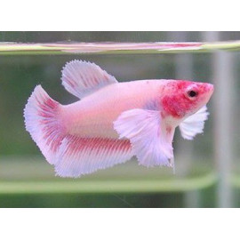 BETTA FEMELLA DUMBO MEDIA LUNA Betta Splendens