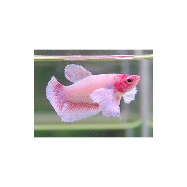 BETTA HEMBRA DUMBO MEDIA LUNA Betta Splendens