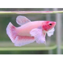 BETTA FEMELLA DUMBO MEDIA LUNA Betta Splendens