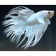 Betta Splendens Macho White Crowntail RUI