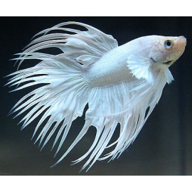 Betta Splendens Macho White Crowntail RUI