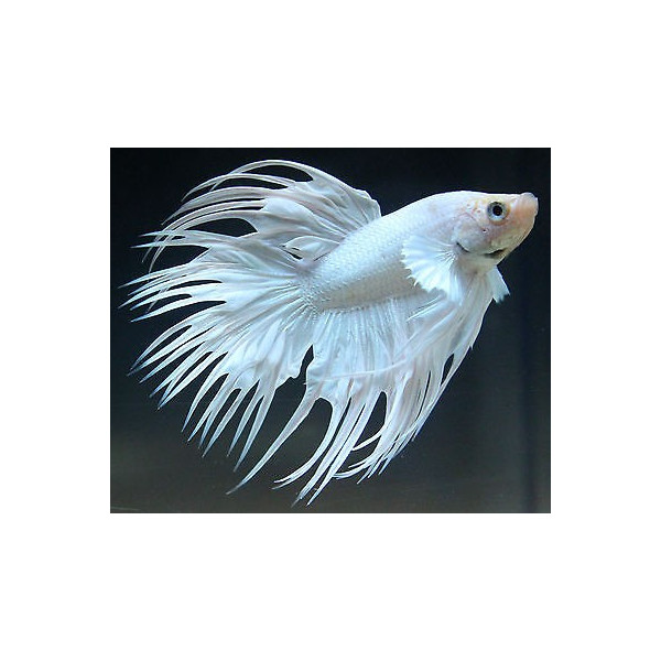 Betta Splendens Macho White Crowntail RUI