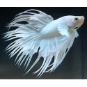 Betta Splendens Macho White Crowntail RUI