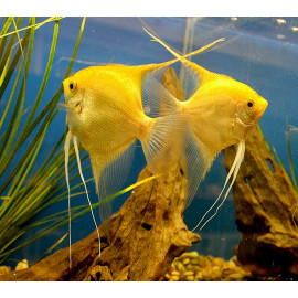 Escalar Gold Diamond Pterophyllum scalare