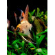 Escalar Gold Diamond Pterophyllum scalare