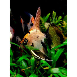 Escalar Marble Diamond Pterophyllum scalare