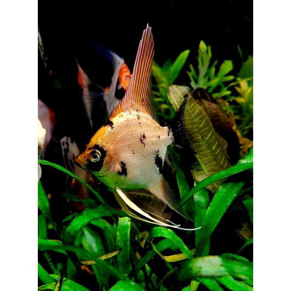 Escalar Gold Diamond Pterophyllum scalare