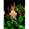 Escalar Marble Diamond Pterophyllum scalare