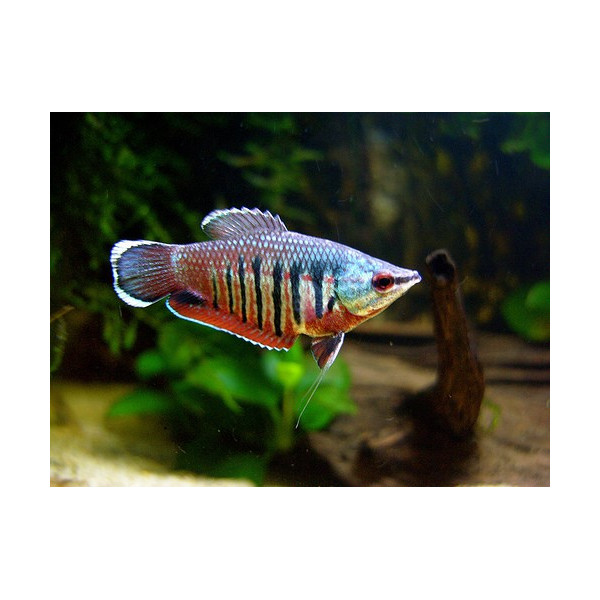 Gourami Samurai Sphaerichthys vaillanti