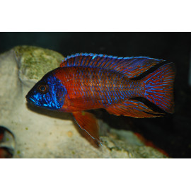 Aulonacara rubin red