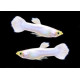 Guppy Mascle snowwhite Poecilia reticulata