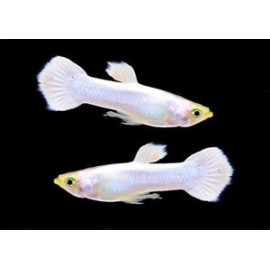 Guppy Mascle snowwhite Poecilia reticulata