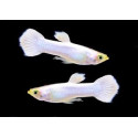 Guppy Macho snowwhite Poecilia reticulata